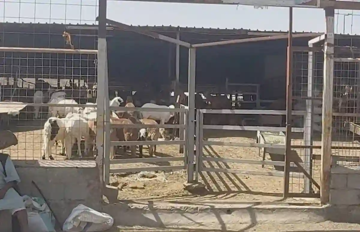 بيع المواشي بالوزن