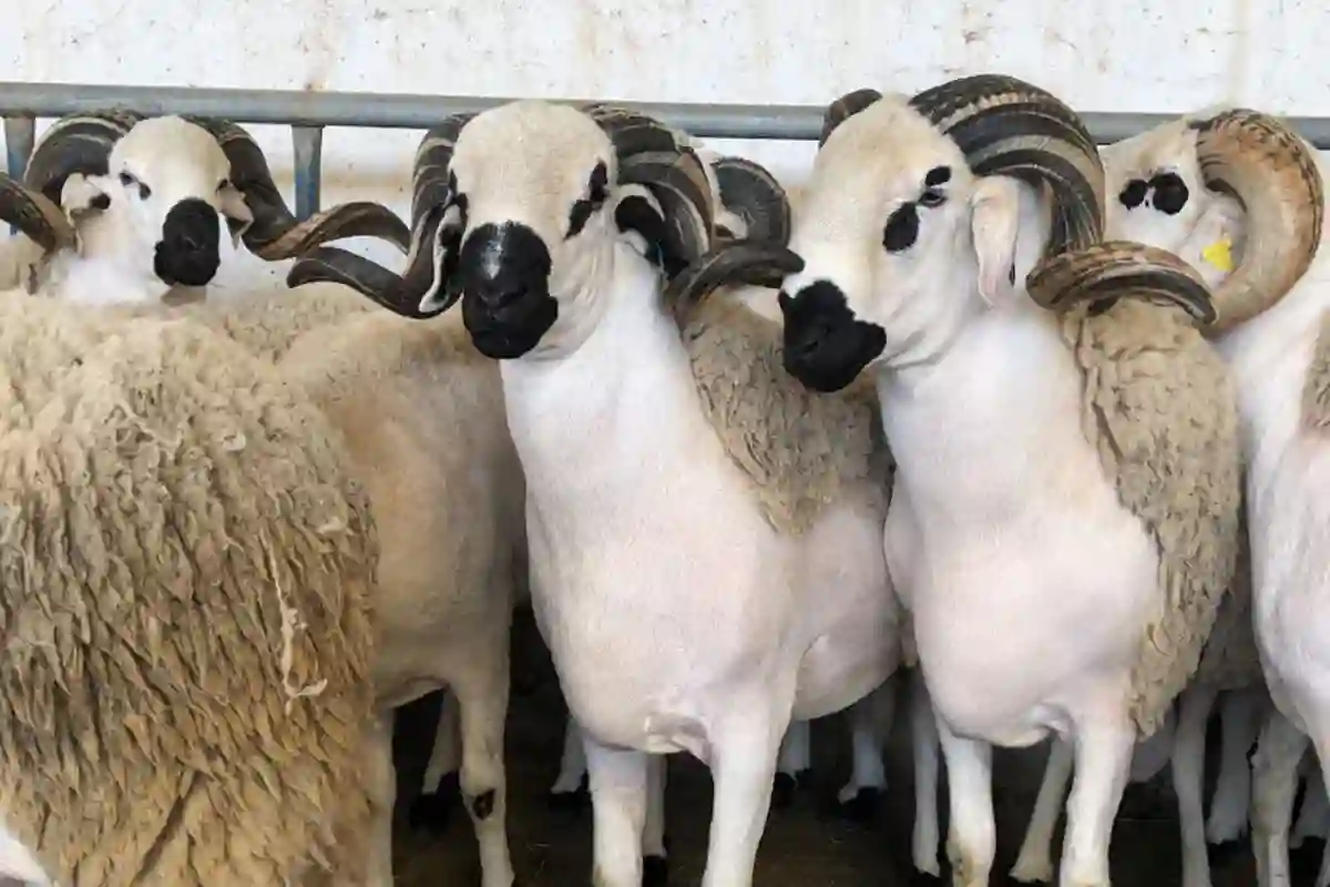 بيع الأضاحي