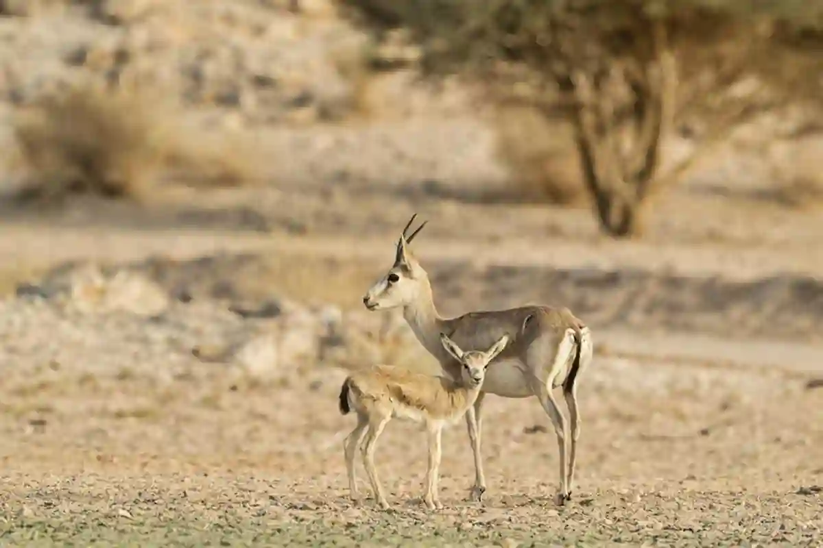 محمية نيوم 