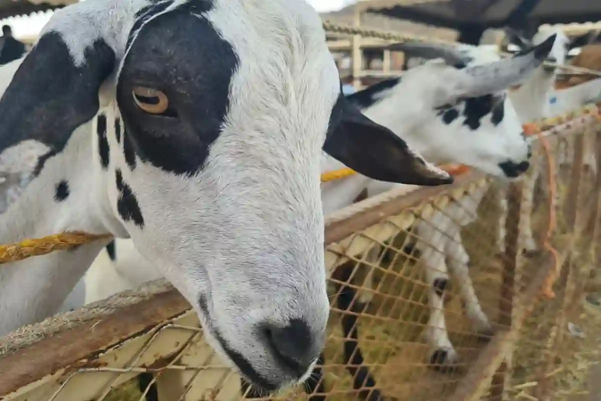 الأضاحي