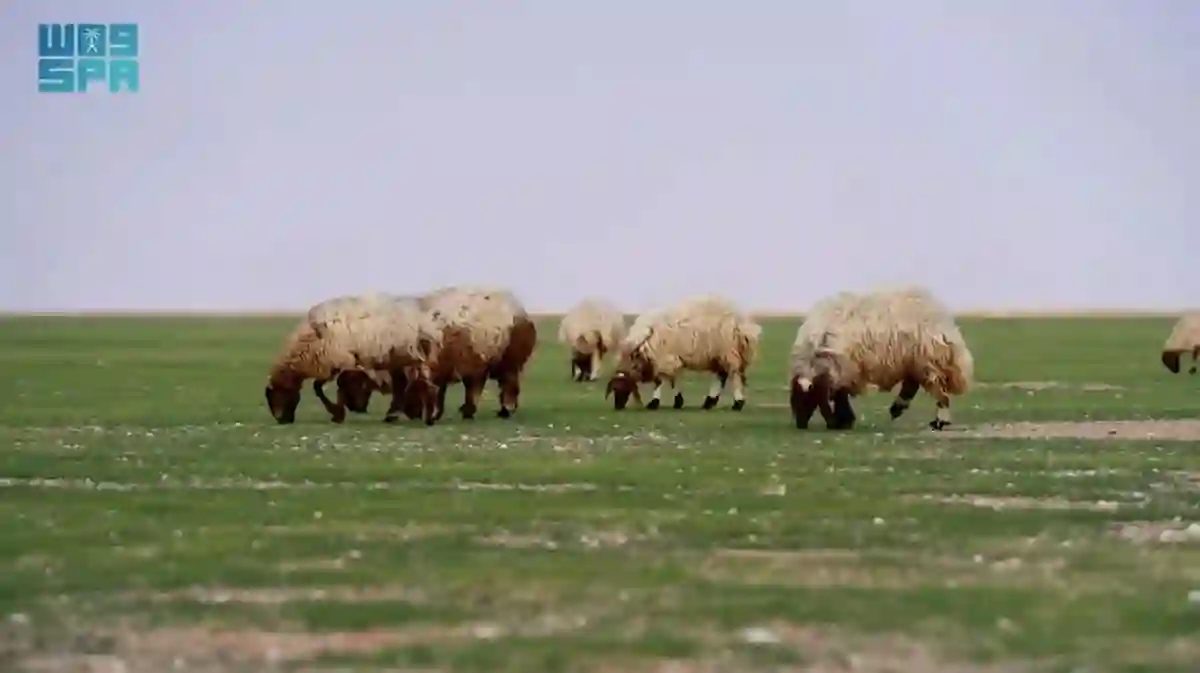 تنظيم الرعي