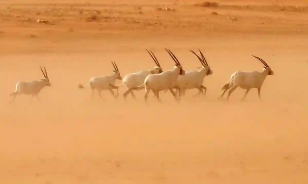 محمية عروق بني معارض