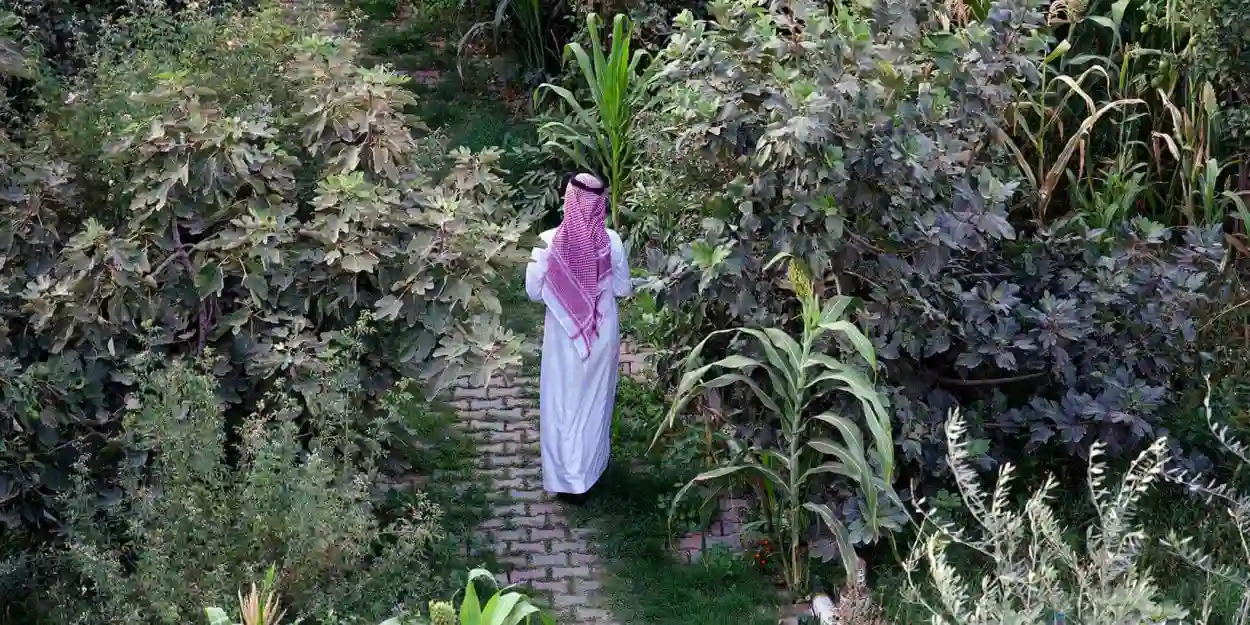 شجرة السمر