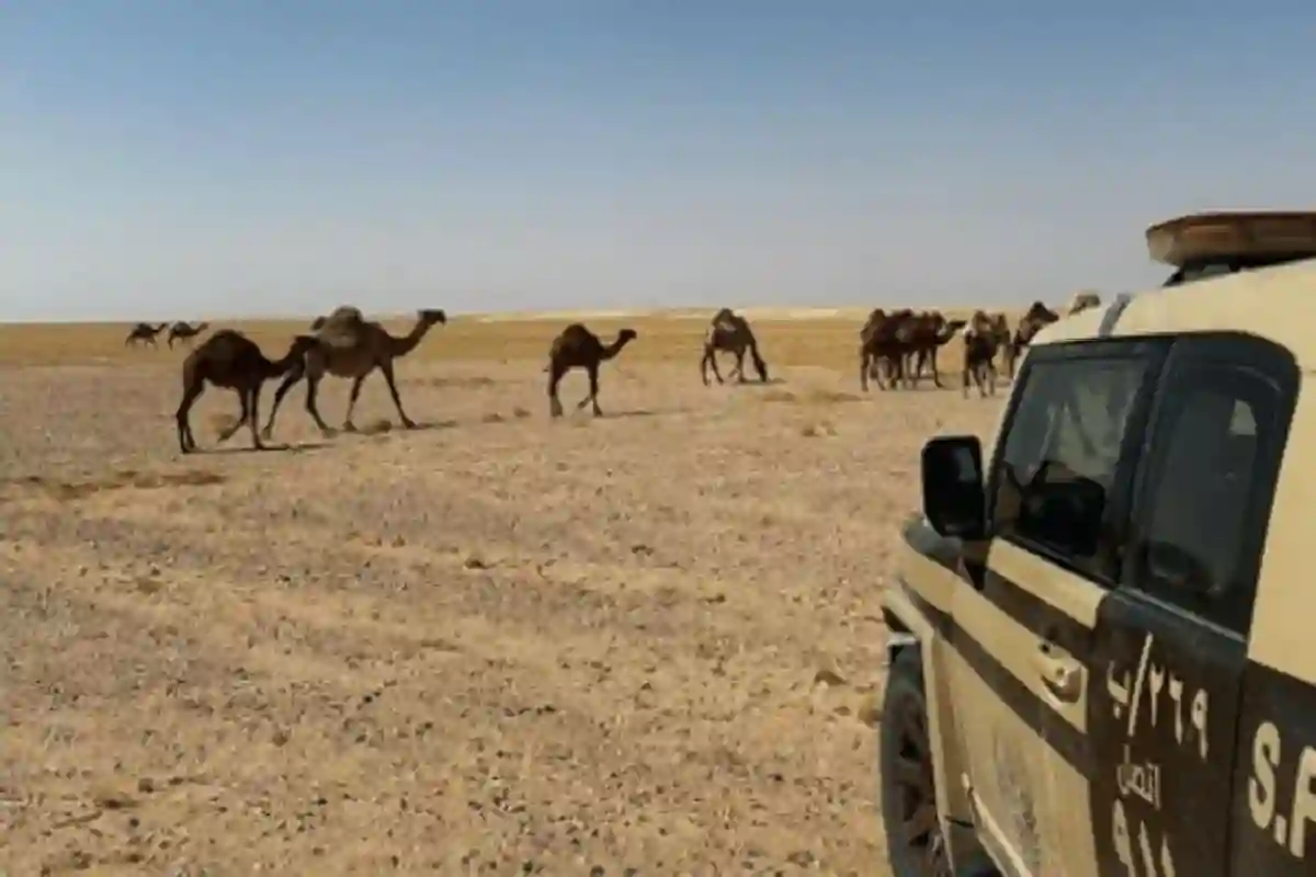 ضبط مواطن يرعى 45 رأسًا من الإبل في محمية محظورة.